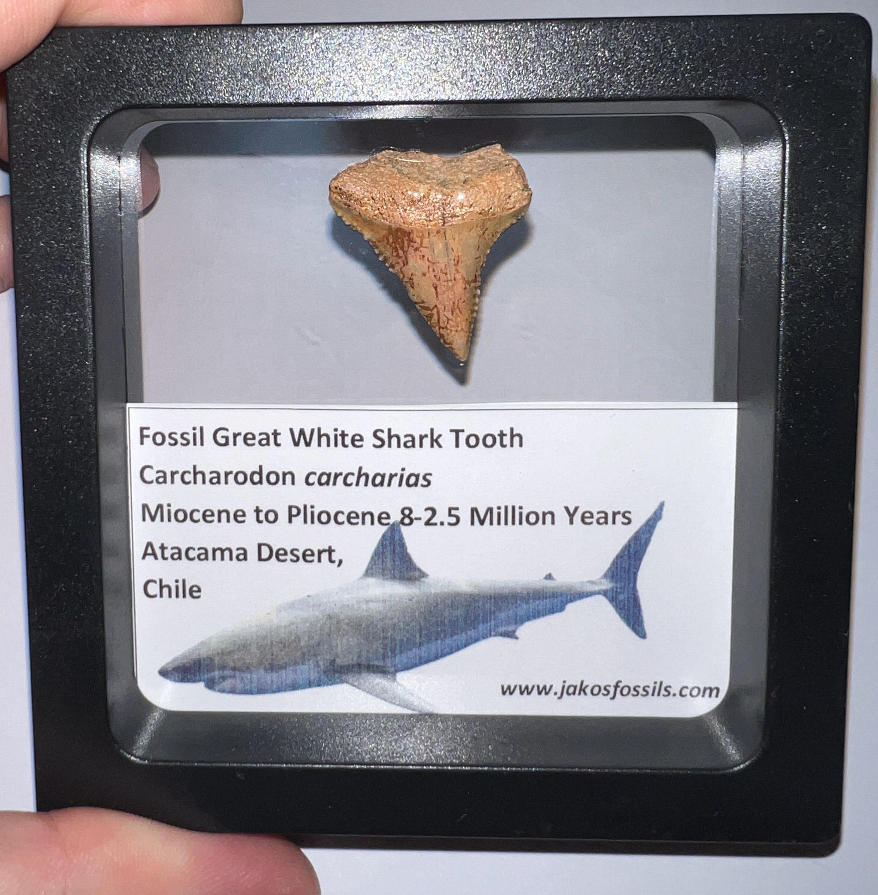 Real great white shark jaw - Etsy 日本