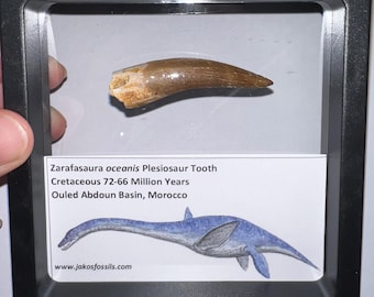 Framed HUGE Authentic Plesiosaur Fossil Tooth Lot with info card! One per order! 2 to 2.25 Inches!
