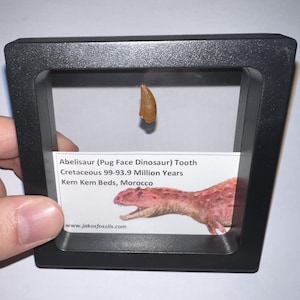 Lot de dent fossile de dinosaure carnivore authentique Abelisaur « Pug Face » encadré avec carte d'information ! Un par commande !