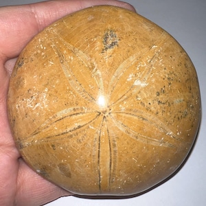 Huge Authentic Polished Fossil Sand Dollar Echinoid Lot from the Jurassic of Madagascar 3 plus inches! ONE PER ORDER