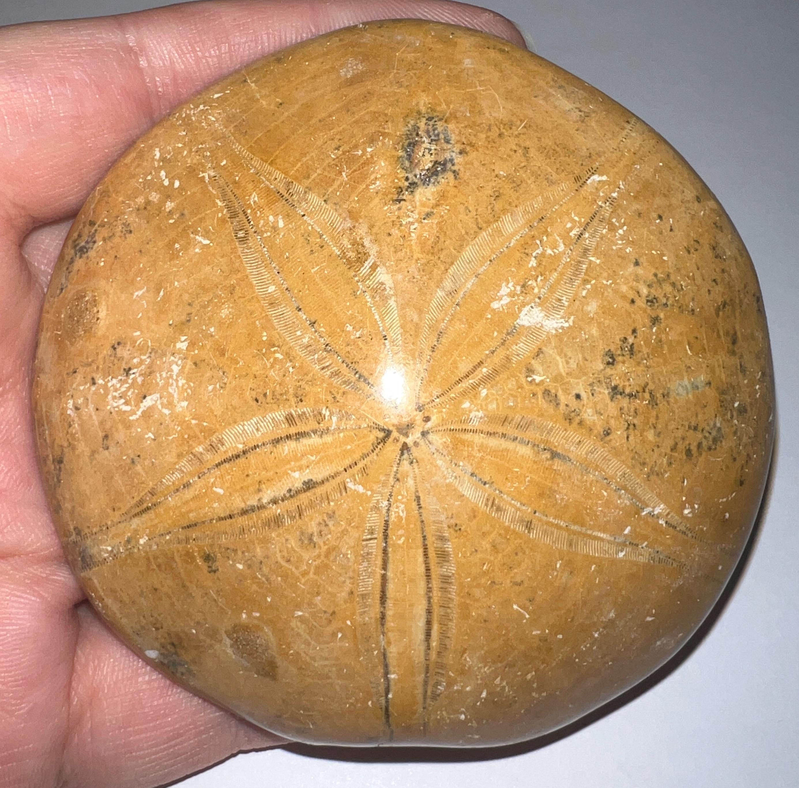 Huge Authentic Polished Fossil Sand Dollar Echinoid Lot From The Jurassic Of Madagascar 3 Plus Inches One Per Order
