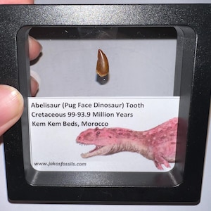 Lote de dientes fósiles de dinosaurio carnívoro Abelisaurio "Cara de Pug" enmarcado, auténtico, con tarjeta informativa. ¡Uno por pedido!