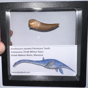 Lote grande de dente fóssil autêntico de plesiossauro emoldurado com cartão informativo! Um por pedido! De 3,8 a 4,5 cm!