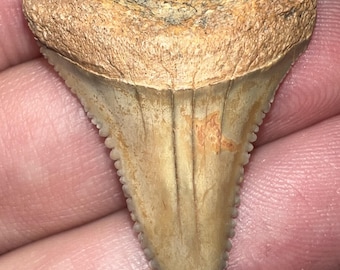 Pristine Authentic CHILEAN Fossil Great White Shark Tooth 1.42 Inches! Megalodon Era! No repair or restoration!