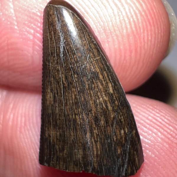 Authentic Tyrannosaur Dinosaur Fossil Tooth Tip from Hell Creek! Tyrannosaurus Rex T-Rex or Nanotyrannus! .63 Inches!