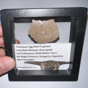 Huge Framed Authentic Titanosaur Long Neck Dinosaur Fossil Egg Shell from Argentina 1.5 to 1.25 inches One per Order