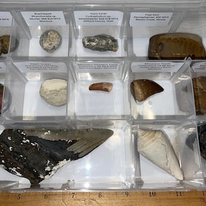 Large Labeled REAL 12 Fossil Collection in a Clear Case Fact Sheet! Spinosaur Dinosaur Tooth, Megalodon Tooth, Trilobite, Ammonite and More!