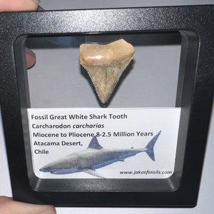 Lot de dents de grand requin blanc fossile encadrées authentiques du Chili avec carte d'informations ! L'ère des mégalodons ! Aucune réparation ou restauration ! Un par commande
