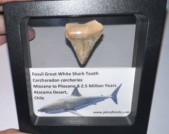 Framed Authentic CHILEAN Fossil Great White Shark Tooth Teeth Lot with Info Card! Megalodon Era! No repair or restoration! One Per Order
