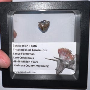 Framed Authentic Triceratops or Torosaurus Dinosaur Fossil Tooth from the Lance Formation of Wyoming One per Order .5 Inch