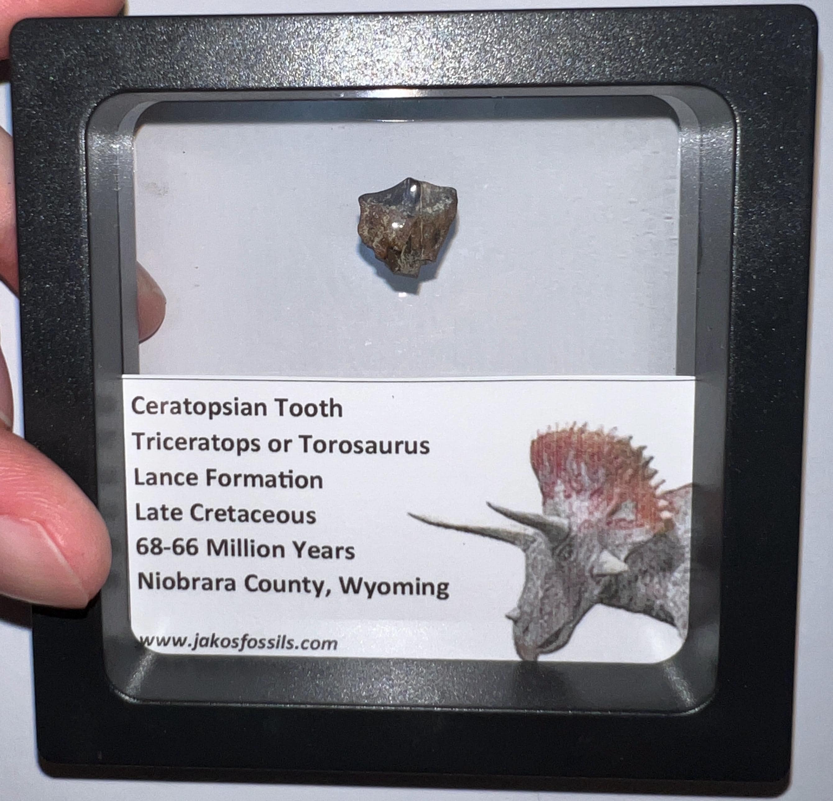Framed Authentic Triceratops or Torosaurus Dinosaur Fossil Tooth from the Lance Formation of Wyoming One per Order .5 Inch