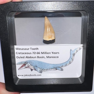 Framed Authentic Mosasaur Fossil Tooth Lot with info card! One per order!