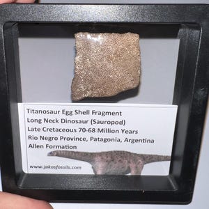 Framed Authentic Titanosaur Long Neck Dinosaur Fossil Egg Shell from Argentina 1 to 1.25 inches One per Order