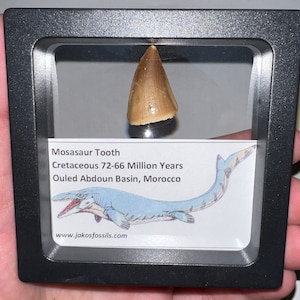 Lot de dents fossiles de mosasaure authentique encadré avec carte d’information ! Un par commande !