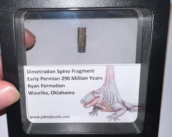 Framed Authentic Dimetrodon Fossil Spine Fragment Lot Pre Dinosaur Mammal like Reptile from Oklahoma One per Order .4-.5 Inches!