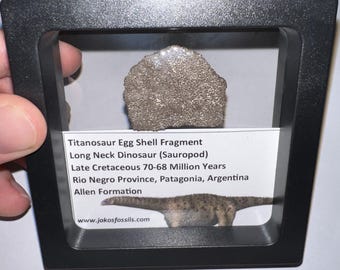 Huge Framed Authentic Titanosaur Long Neck Dinosaur Fossil Egg Shell from Argentina 1.5 to 1.25 inches One per Order