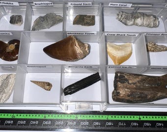 May include: A clear plastic organizer box containing twelve labeled fossil specimens including a trilobite, brachiopod, crinoid stem, horn coral, ammonite, mosasaur tooth, crow shark tooth, dinosaur bone, petrified wood, gastropod, stingray barb, and horse tooth, with a green ruler showing measurements in inches and centimeters.