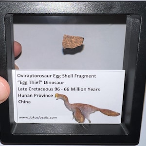 May include: A framed Oviraptorosaur egg shell fragment. The fragment is a light brown colour and is displayed with a label that includes the text "Egg Thief" Dinosaur, Late Cretaceous 96 - 66 Million Years, Hunan Province, China, and a website address.