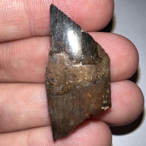 Authentic Framed Tyrannosaurus Rex T-rex Dinosaur Fossil Tooth Fragment from Hell Creek Montana! 1.42 Inches!