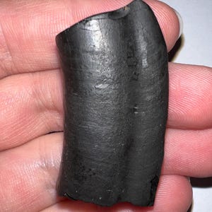 フロリダの更新世から発見された、本物の希少な氷河期地上ナマケモノの犬歯化石パラミロドン！ 1.75 インチ！