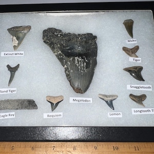 XL Premium 10 Piece Megalodon era Authentic Fossil Shark Teeth collection in a Riker Mount! Great Gift Idea!!