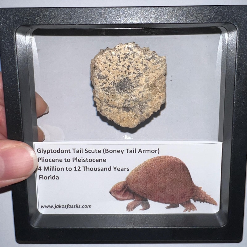 1/4 Inch Fossils - Etsy UK