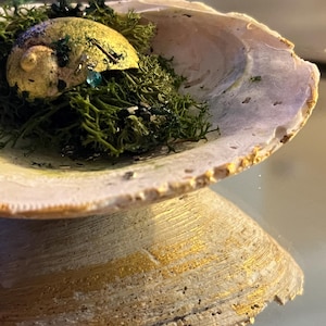 May include: A large, white seashell with a gold-painted rim, holding a small, golden snail shell nestled in green moss. The shell is reflected in a mirrored surface, creating a symmetrical image.
