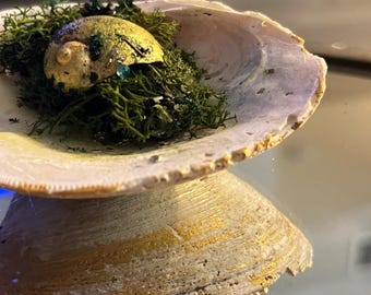 Coastal Shell Artifact Decor | Bejeweled Natural Shell | Unique Ocean Gift | Feral Mermaid Co.