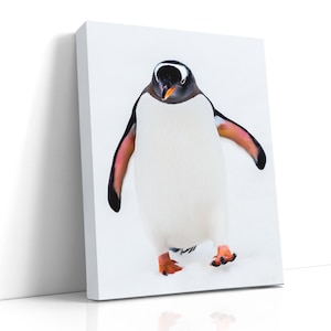 Gentoo Penguin Portrait, white snow, Wildlife Photography, Antarctic Nature Art, Bird Wall Print, Travel Photography, Fine Art Prints