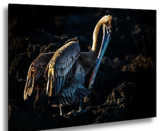 Galapagos Pelican Print, Wildlife Photography, Coastal Bird Decor, Ocean Nature Wall Art