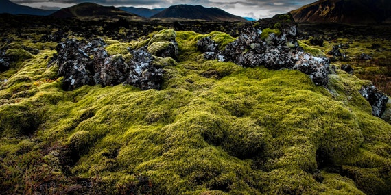 Iceland Green Moss on Canvas, Landscape Image, Photo Art, Travel Print,  Canvas Wall Art, Iceland Photography, Nature Art 