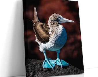 エクアドル、ガラパゴス諸島のアオアシカツオドリ - Etsy 日本