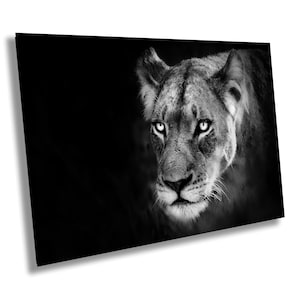 African Lion Canvas Print, Female Lion, Travel Print, Black White, Safari Print, Wall Art, Big Five, Nature Wild Animals, South Africa, Gift