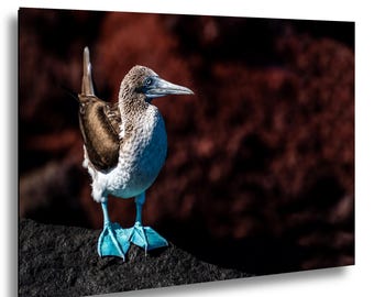 May include: A blue-footed booby bird with brown and white feathers, a long pointed beak, and bright turquoise webbed feet standing on a dark volcanic rock against a deep reddish-brown blurred background in a high-resolution wildlife photograph.