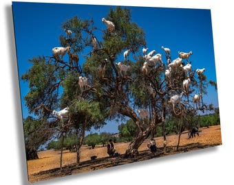 Goats in Trees Canvas Print, Unique Animal Photography| Morocco Photography, Photo Art, Canvas Wall Art, Morocco Landscape
