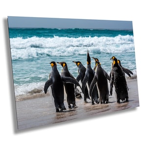 King Penguins in the Ocean, Falkland Islands Wildlife Photography, Antarctic Nature Art, Penguin Wall Print, Beach Penguins, Ocean Waves