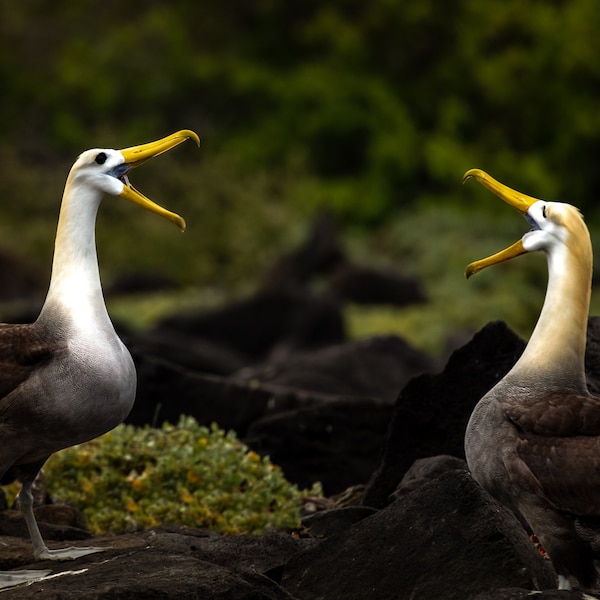 Galapagos Albatross Canvas Print, Two Albatross, Galapagos Islands, Canvas Print, Canvas Wall Art, Galapagos Photography