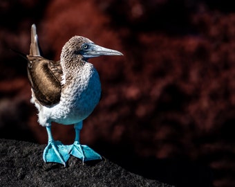 Blue Footed Booby Canvas Print, Galapagos Islands, Bird Photography, Canvas Print, Canvas Wall Art, Galapagos Photography, Nature photograph