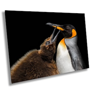 King Penguin Portrait, Chick, Mother and Child, Falkland Islands Wildlife Photography, Antarctic Nature Art, Penguin Wall Print