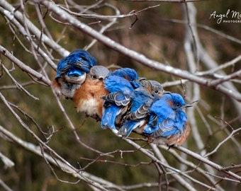 Eastern Bluebird Photography Print, Adorable Birds Snuggling Photograph, Wildlife Fine Art Print, Bird Wall Decor Art, Nature Photograph