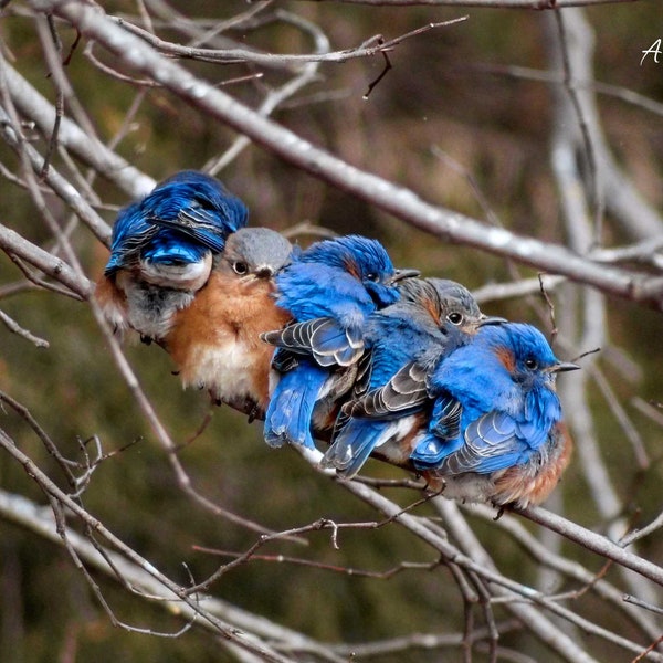 Eastern Bluebird Photography Print, Adorable Birds Snuggling Photograph, Wildlife Fine Art Print, Bird Wall Decor Art, Nature Photograph