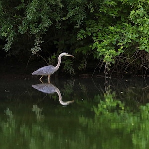 Großer Blaureiher Fotografie, Reiher Spiegelung im Wasser, Fine Art Print, See Landschaft Foto, Vogel Wand Dekor, Vogelbeobachter Geschenk