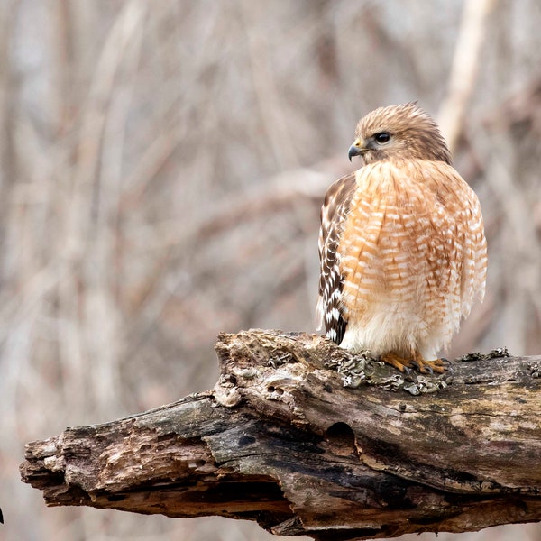 Red-Shouldered Hawk Bird Portrait Photography Print, Wildlife Fine Art Print, Bird Wall Decor, Bird Lovers Gift, Raptor Photograph