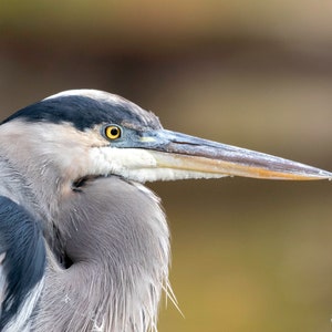 Großer Blaureiher Portrait Fotografie Druck, Wildtier Vogel Fine Art Print, Vogelbeobachte Geschenk, Wildlife Portraits, Lodge Cabin Rustikal Dekor
