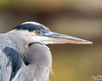 Great Blue Heron Portrait Photography Print, Wildlife Bird Fine Art Print, Bird Watcher Gift, Wildlife Portraits, Lodge Cabin Rustic Decor