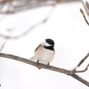 Fine Art-print mees in de sneeuw: muurdecoratie wintervogel