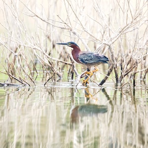 Green Heron Fine Art Photograph: Lake Landscape Bird Wall Decor
