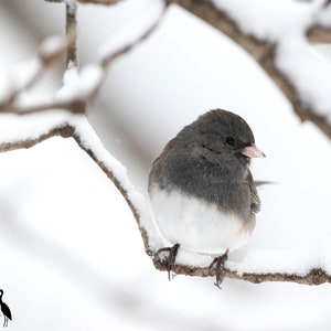 Può includere: Un piccolo uccello grigio e bianco posato su un ramo ricoperto di neve. L'uccello ha un becco rosa e guarda a destra. Lo sfondo è una foresta innevata.