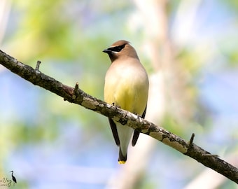 Cedar Waxwing Bird Portrait Photography Print, Wildlife Fine Art Print, Bird Wall Decor, Spring Home Decor, Spring Nature Scene Landscape