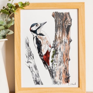 Great Spotted Woodpecker - Art print - reproduction - animal drawing - bird - bird drawing